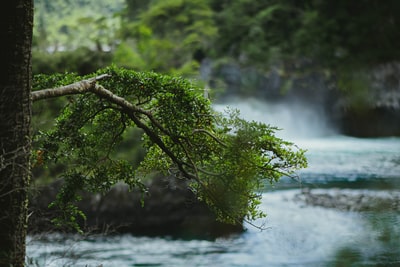 白天水面上的绿树